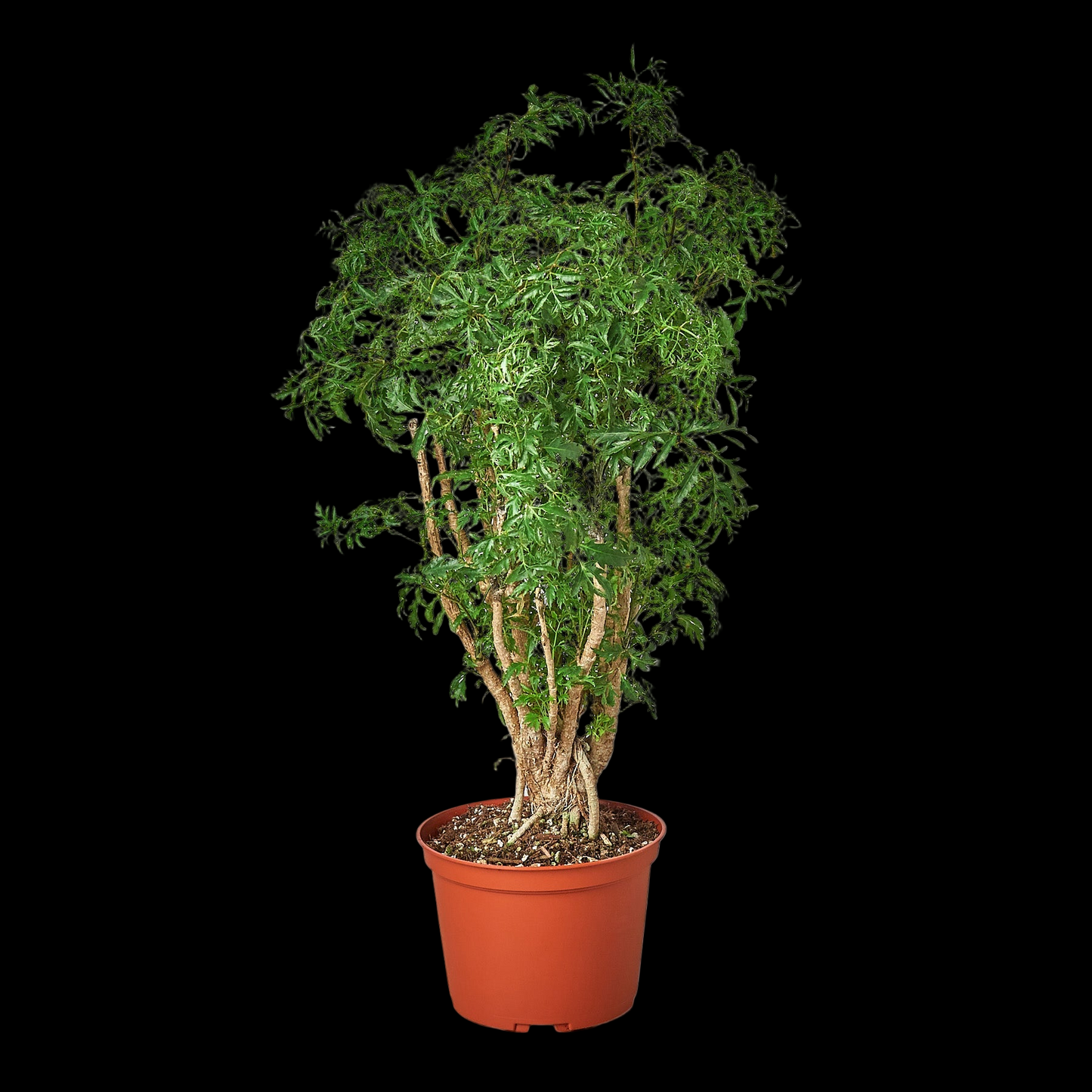 Aralia Ming Stump Plant