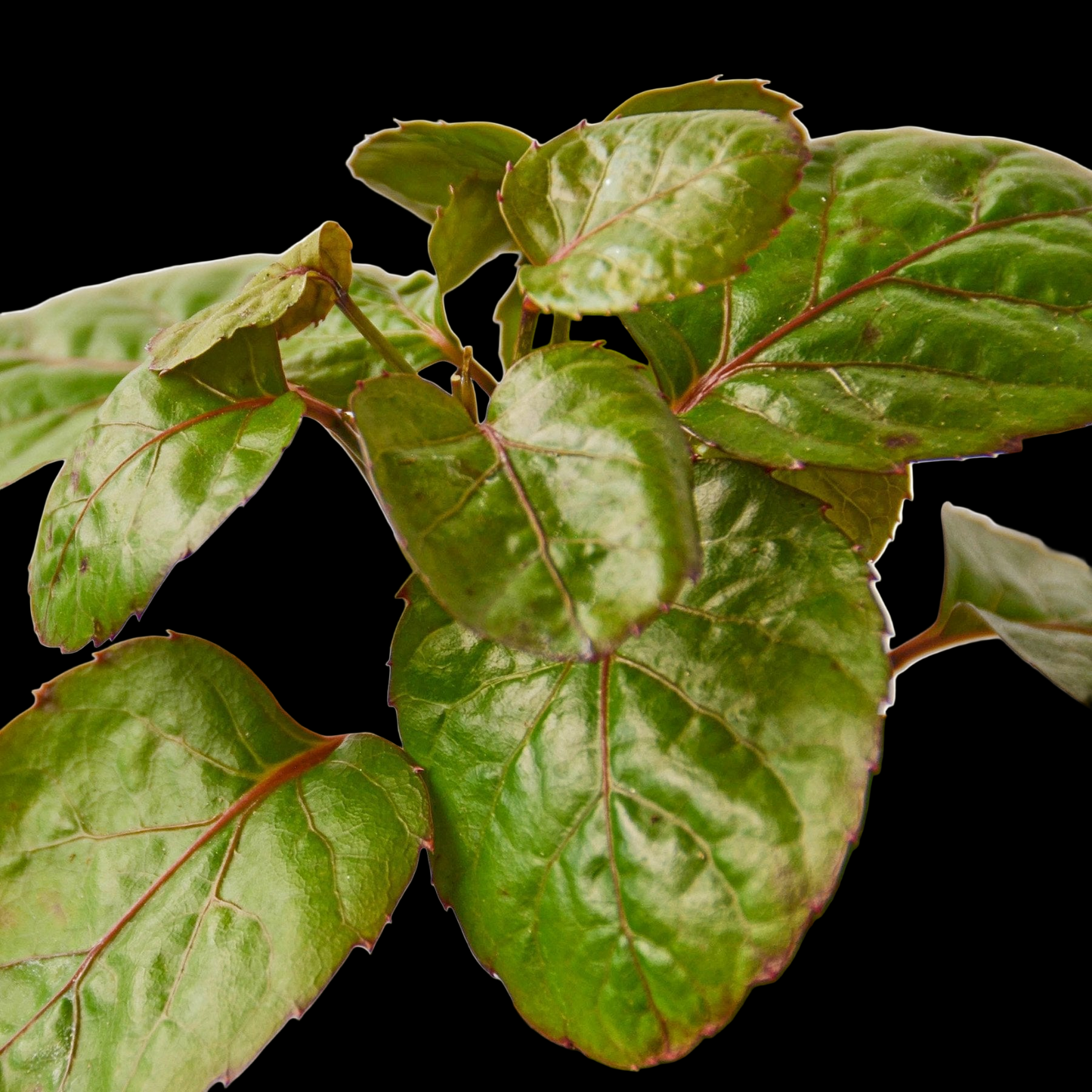 Aralia Fabian Stump 'Polyscias Scutellaria'