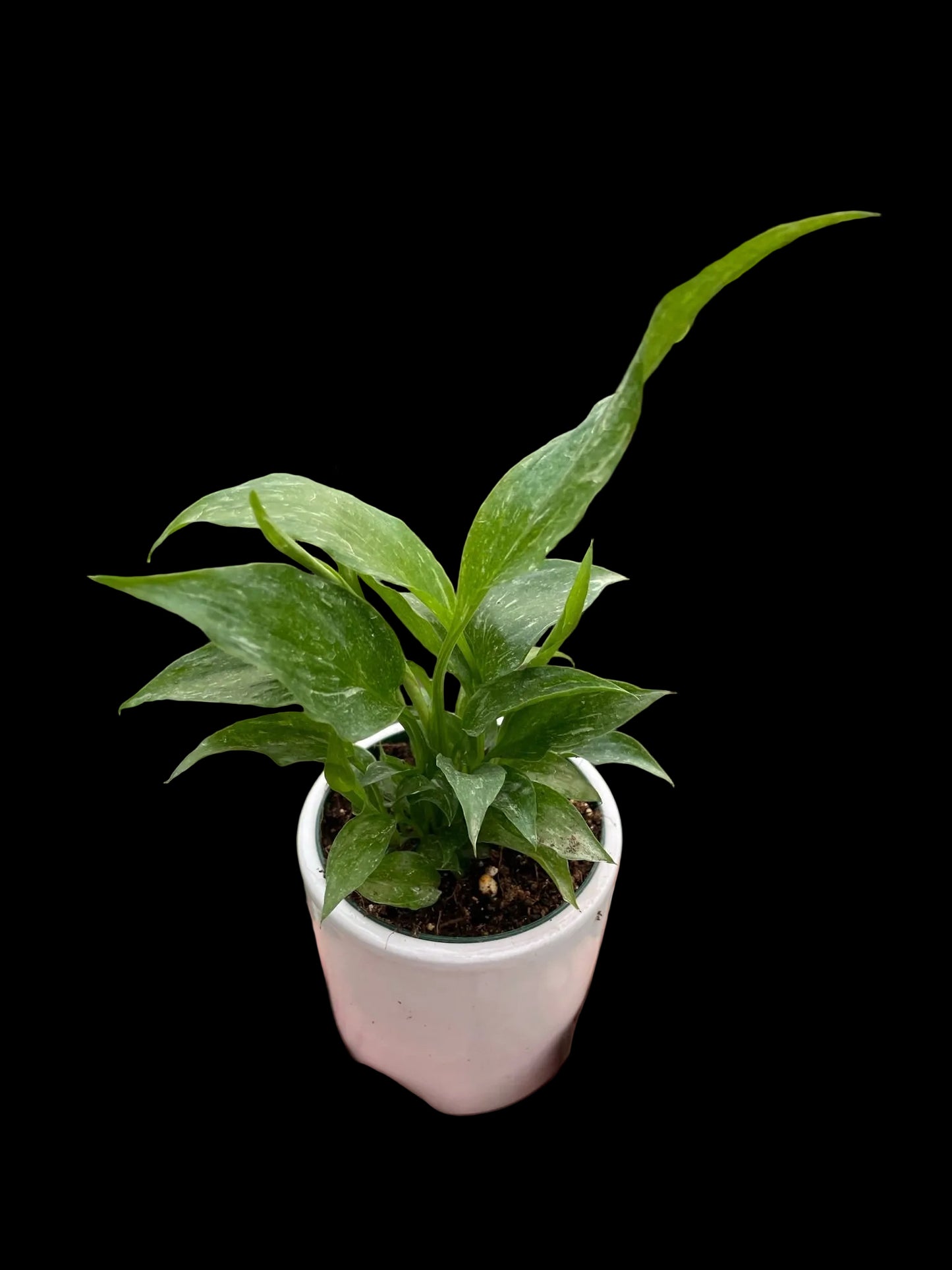 Variegated Spathiphyllum 'Domino'