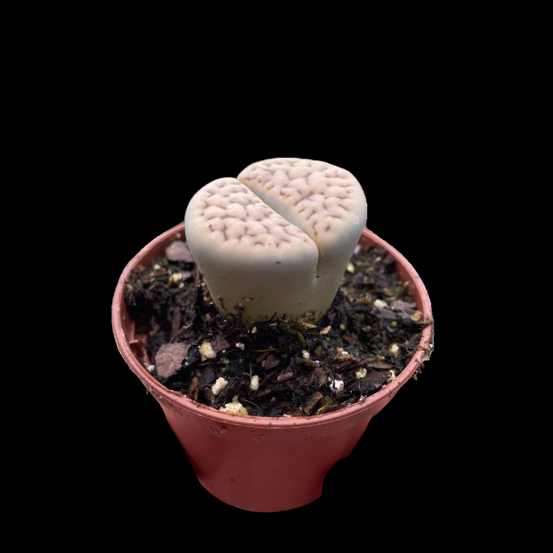 Lithop Living Stone