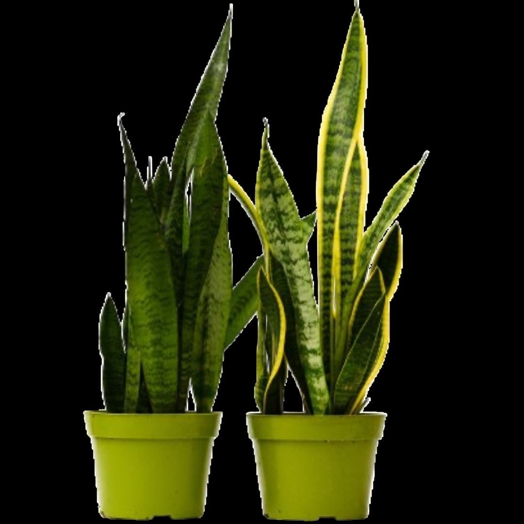 2 Snake (Sansevieria) Plant Variety Pack - 6" Pot