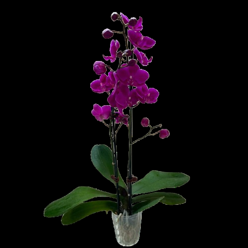 Orchid 'Purple Phalaenopsis'