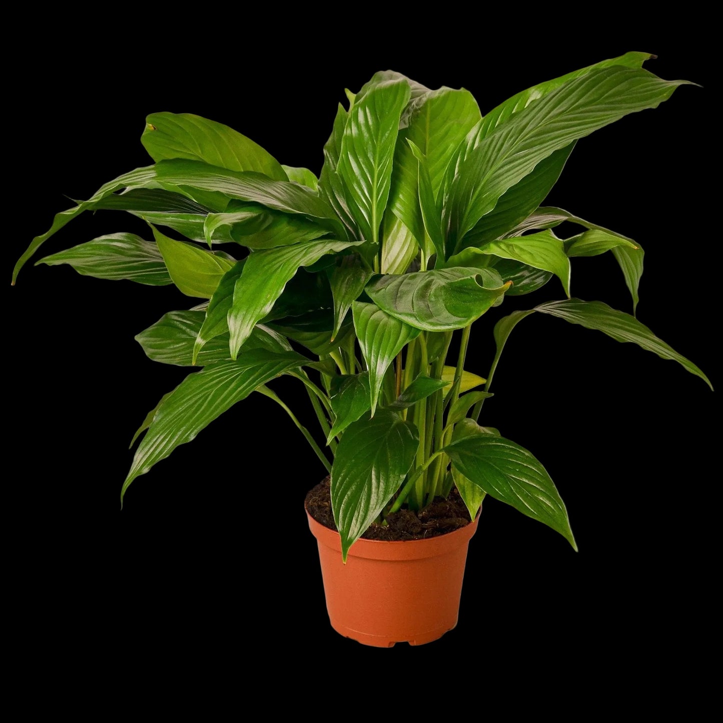 Spathiphyllum 'Peace Lily' - 6" Pot - NURSERY POT ONLY
