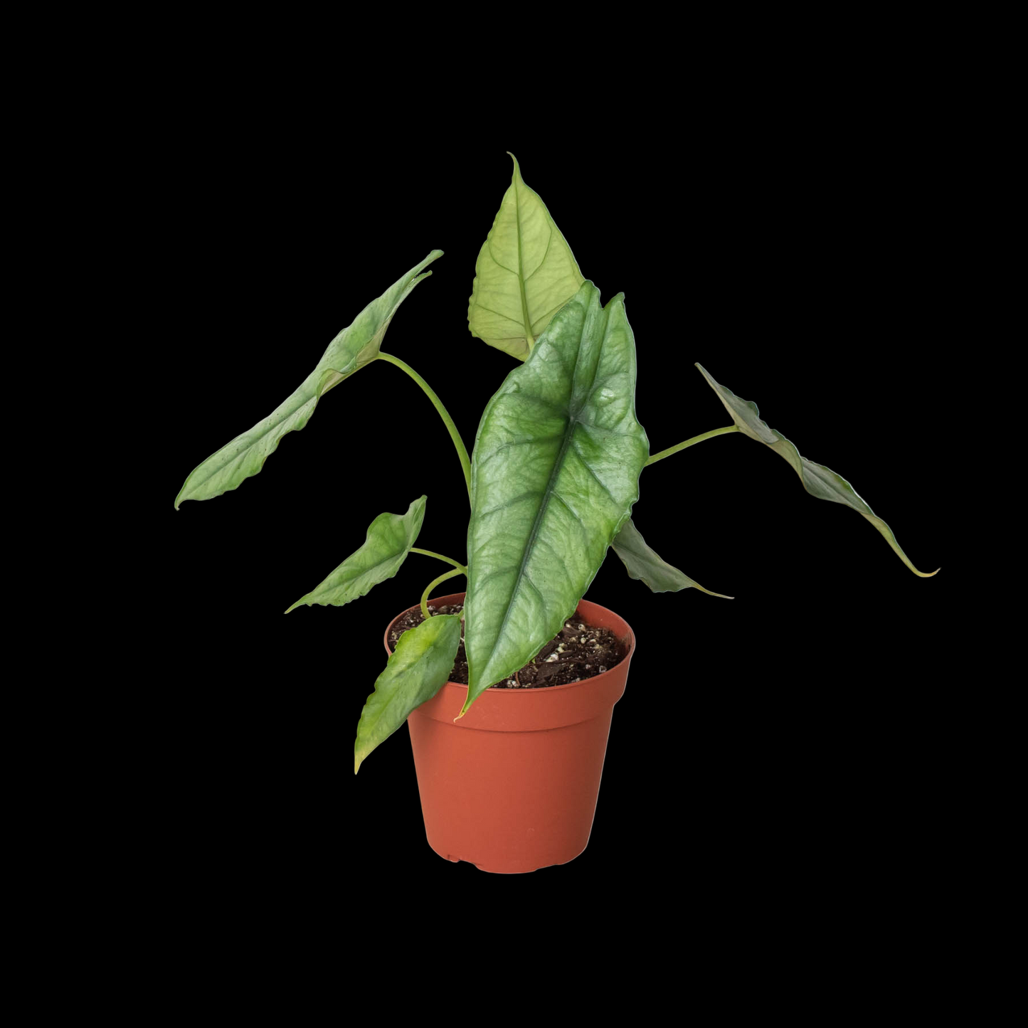 Alocasia 'Dragons Breath'