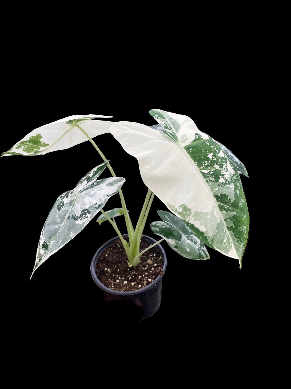 Alocasia Micholitziana 'Frydek' Variegated - 4" Pot
