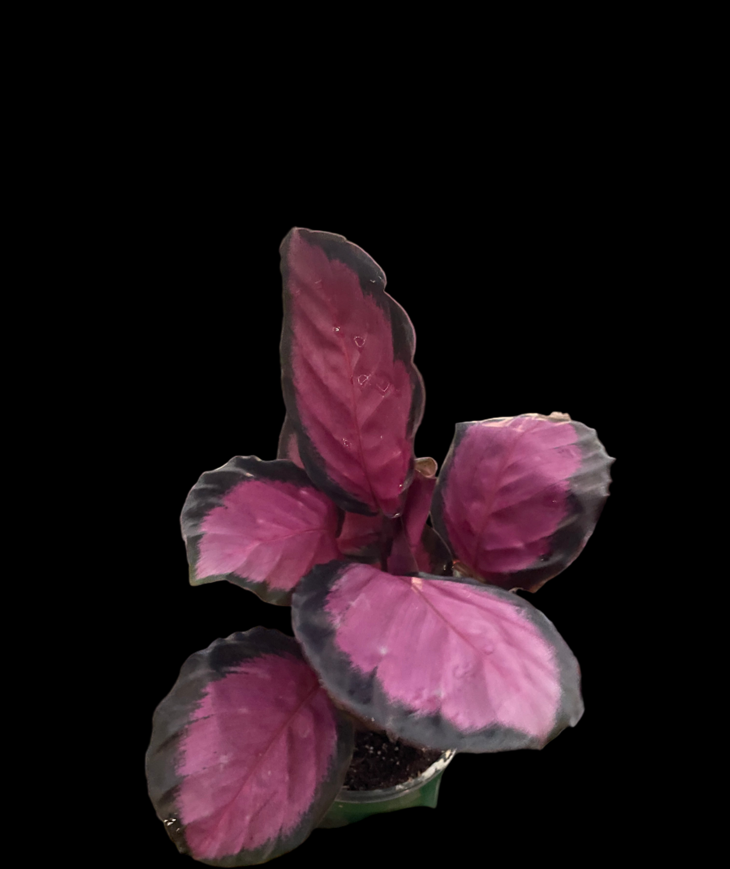 Calathea 'Purple Rose'
