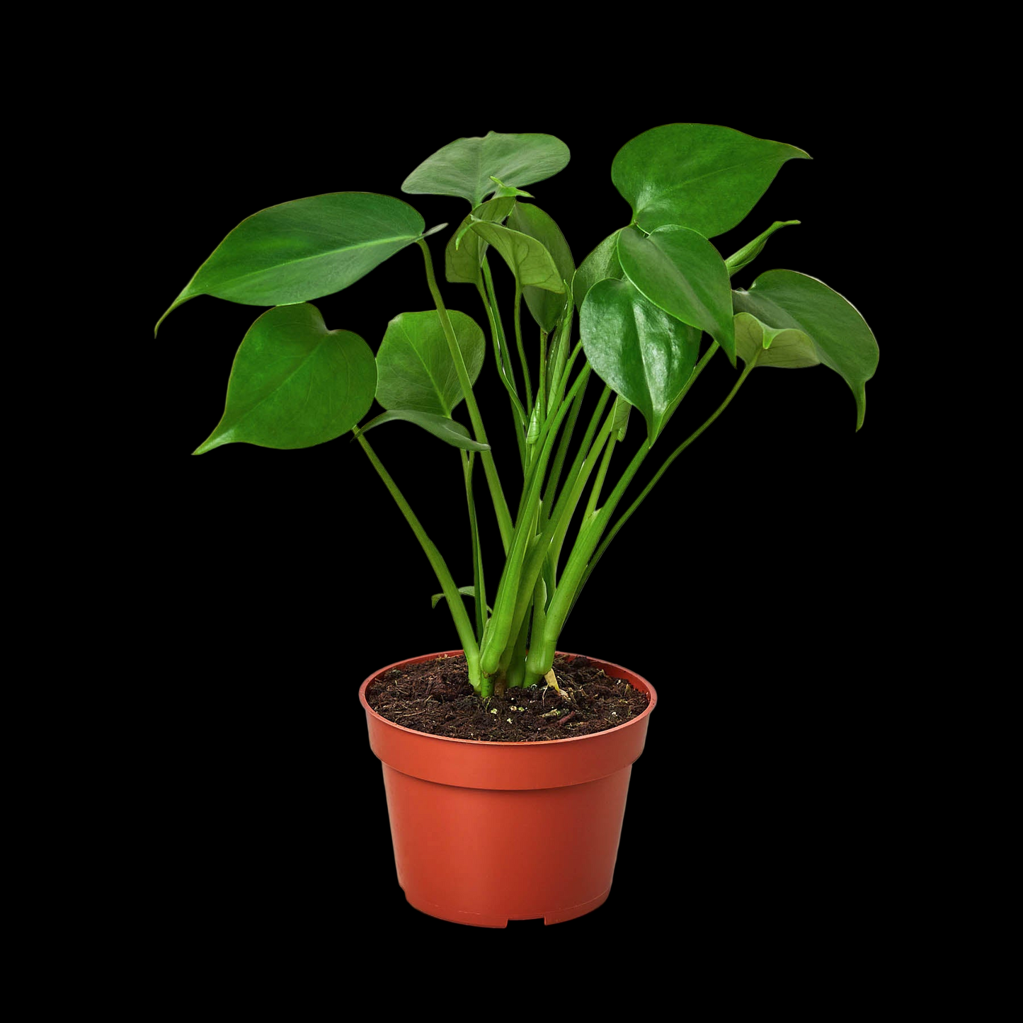 Monstera Bundle