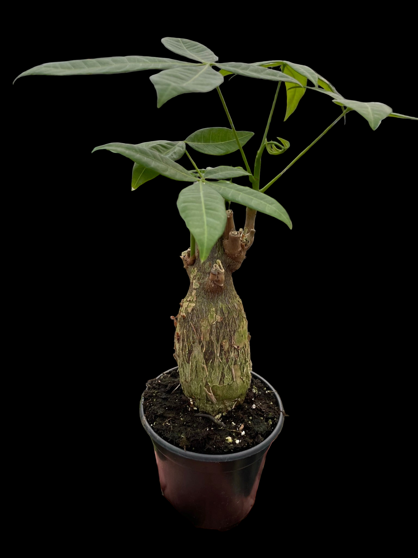Money Tree 'Guiana Chestnut' Pachira Stump