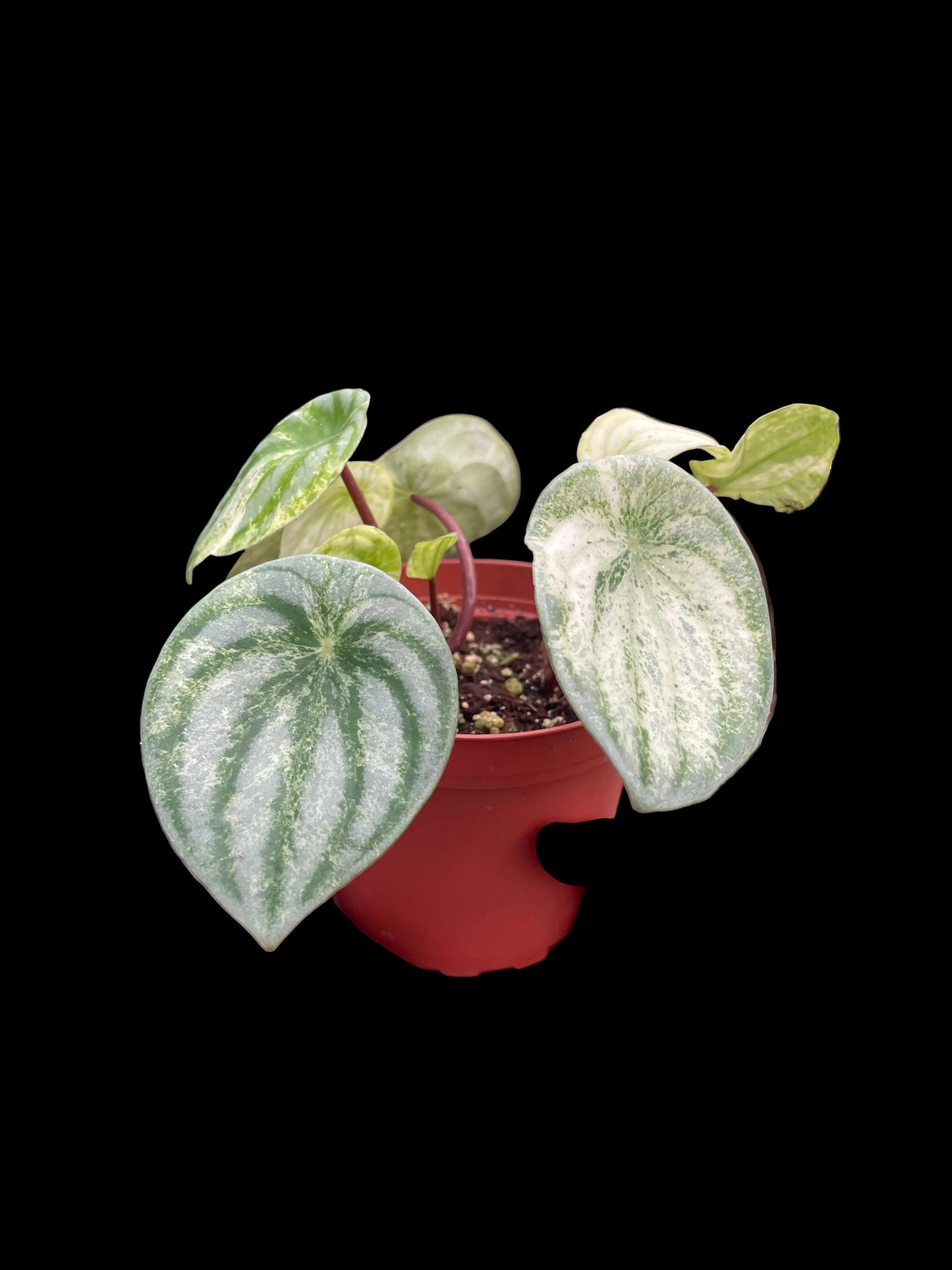Peperomia 'Watermelon Variegated'