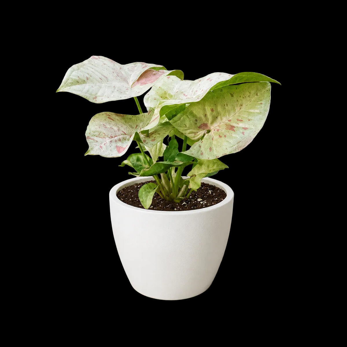 Syngonium 'Milk Confetti'