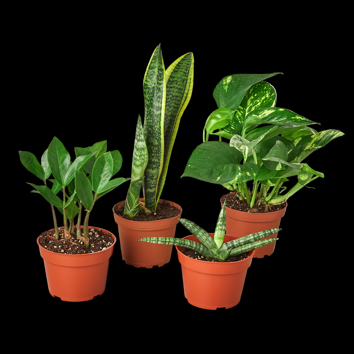 Easy Care Variety Bundle