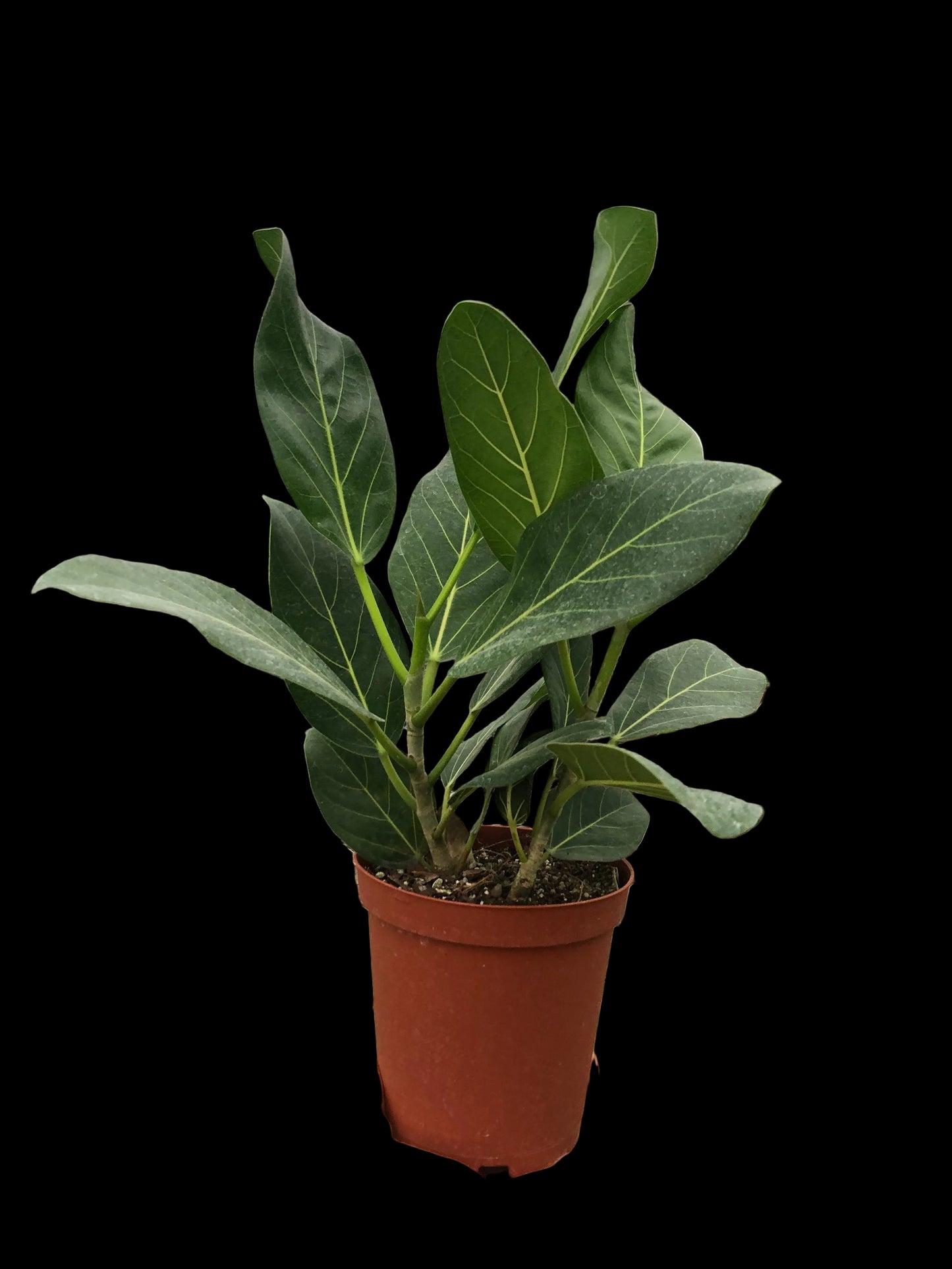 Ficus 'Audrey'