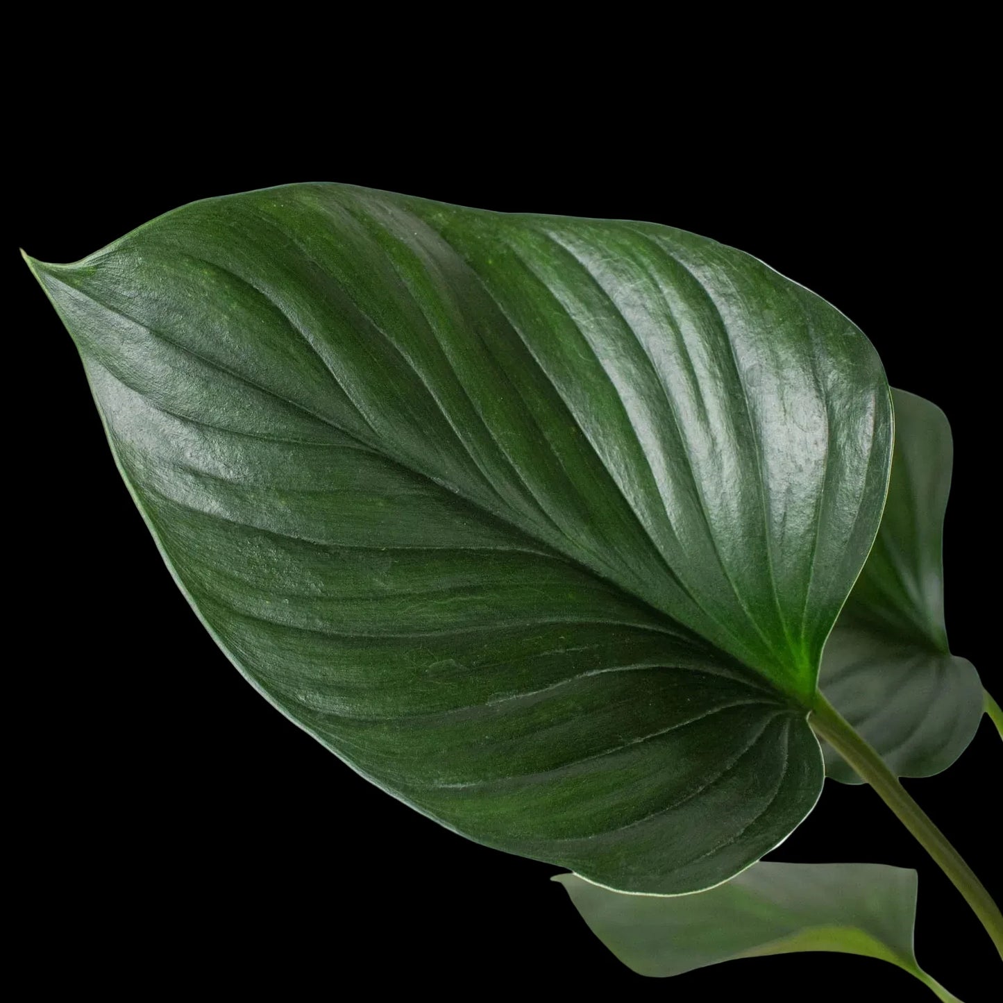 Homalomena 'Emerald Gem'