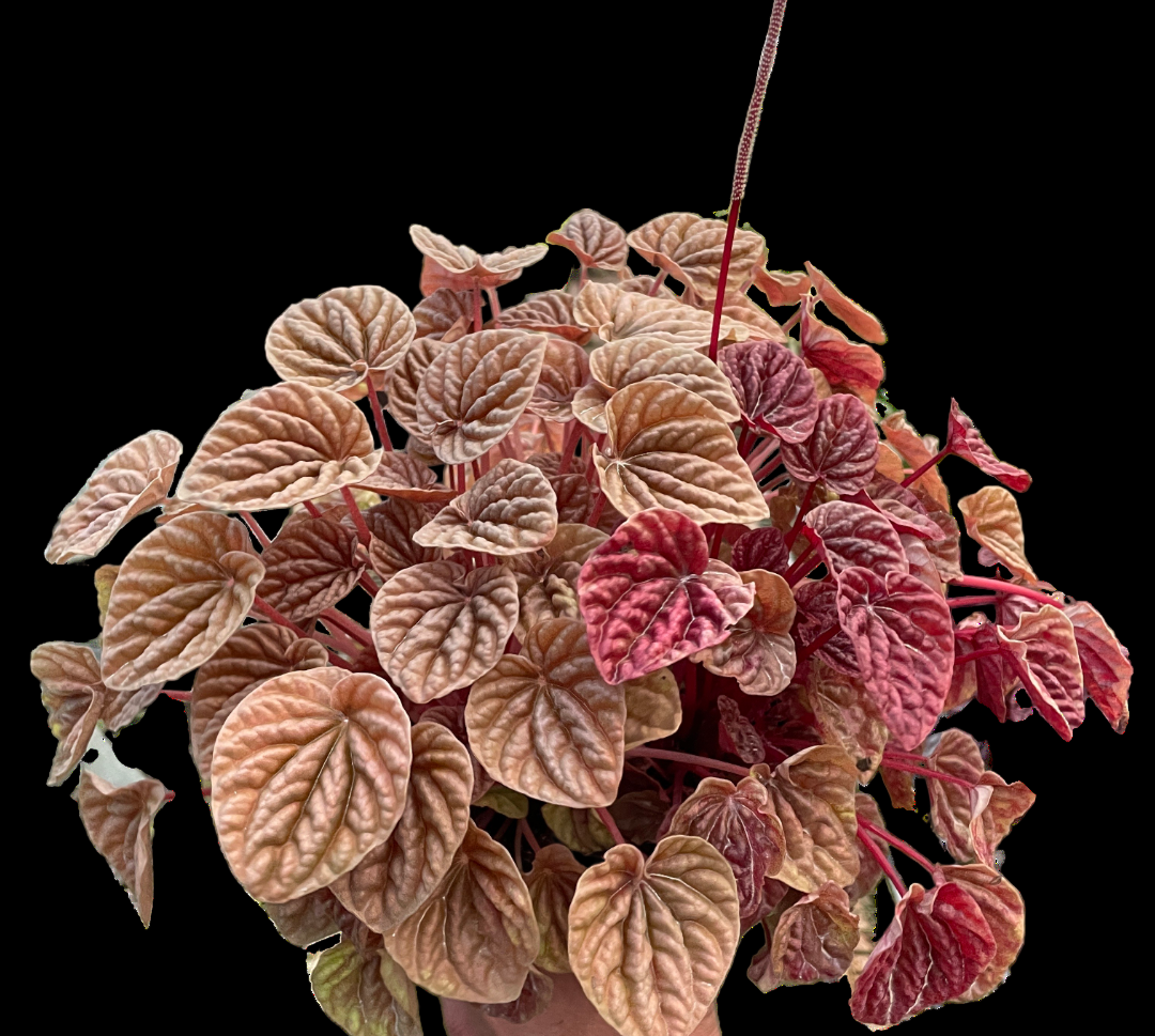 Peperomia 'Quito'