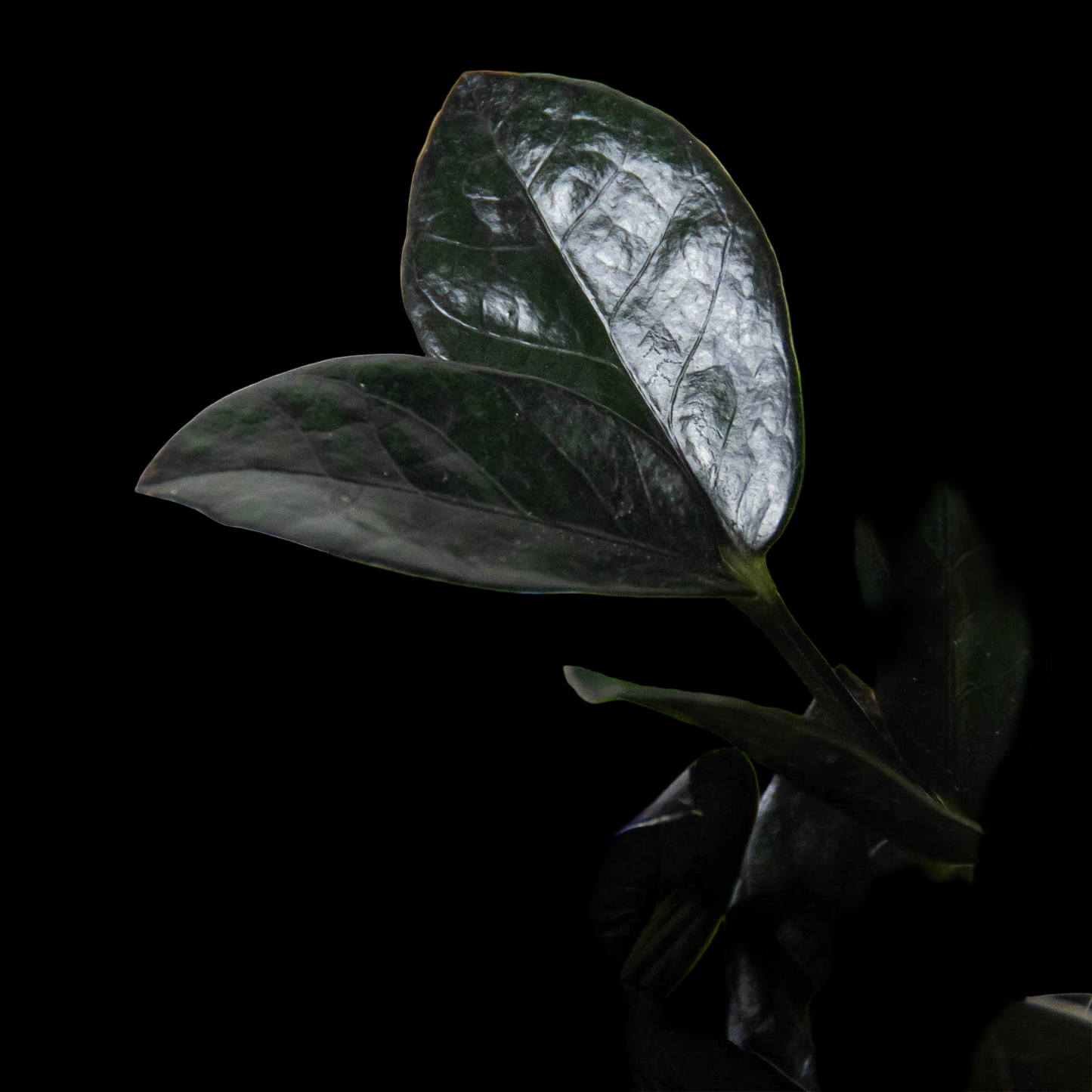 ZZ Zamioculcas 'Black Queen'