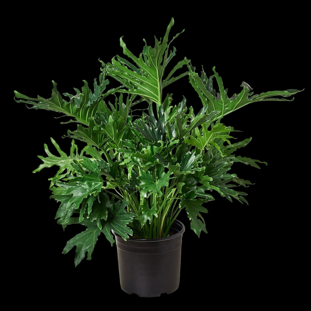 Philodendron ‘Lickety Split'