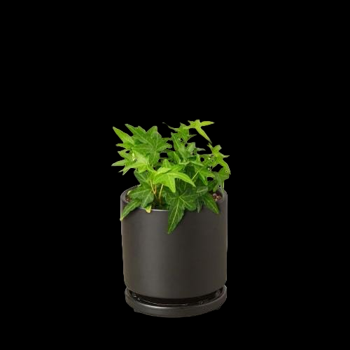 English Ivy Green California