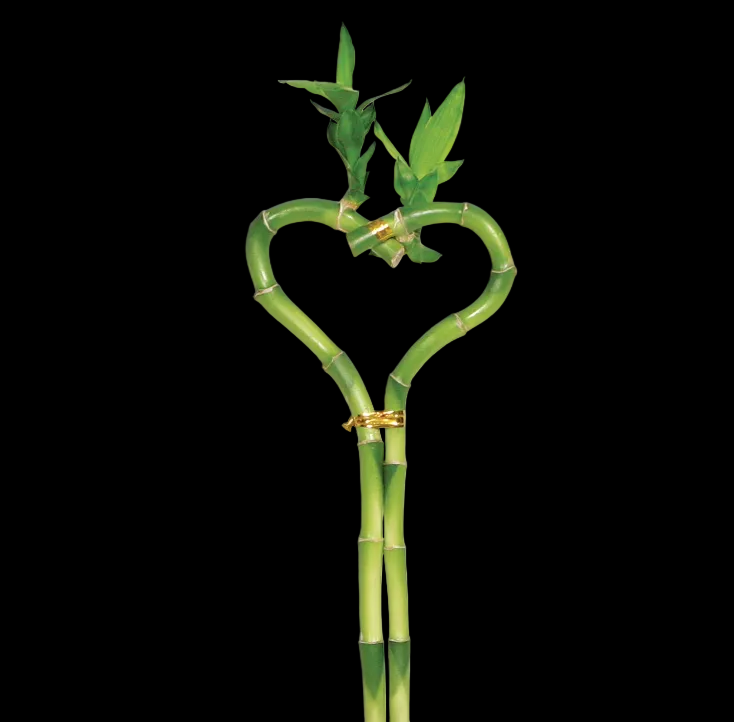 Dracaena 'Lucky Bamboo' (Heart Shape)