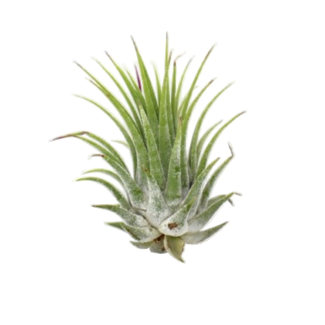 Tillandsia Air Plant Ionantha - 5 Pack