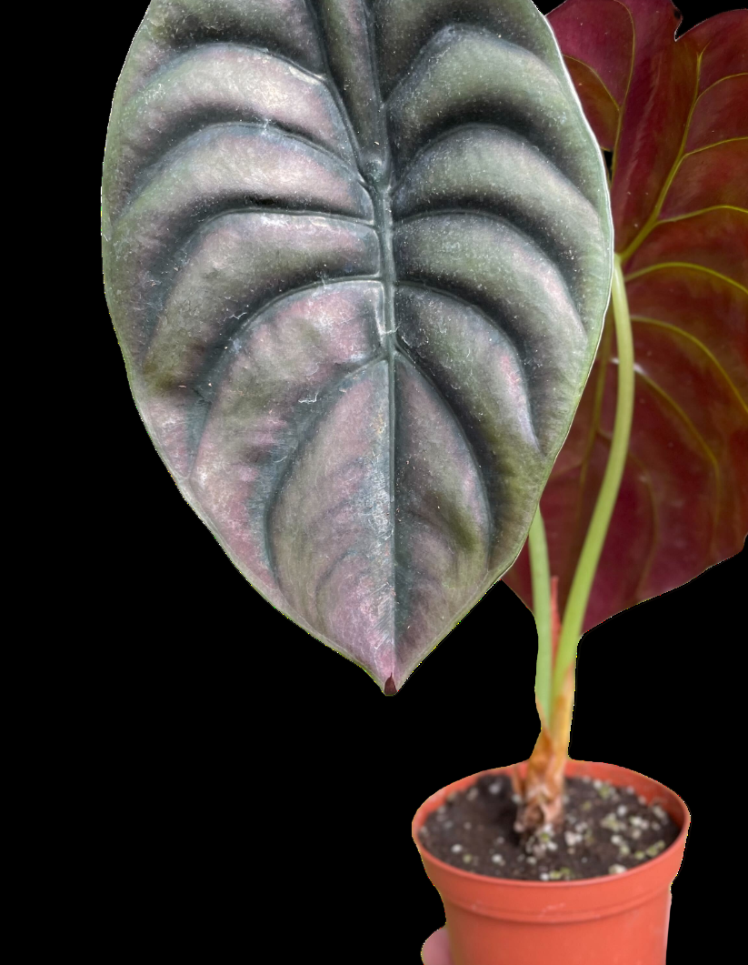 Alocasia 'Red Secret'