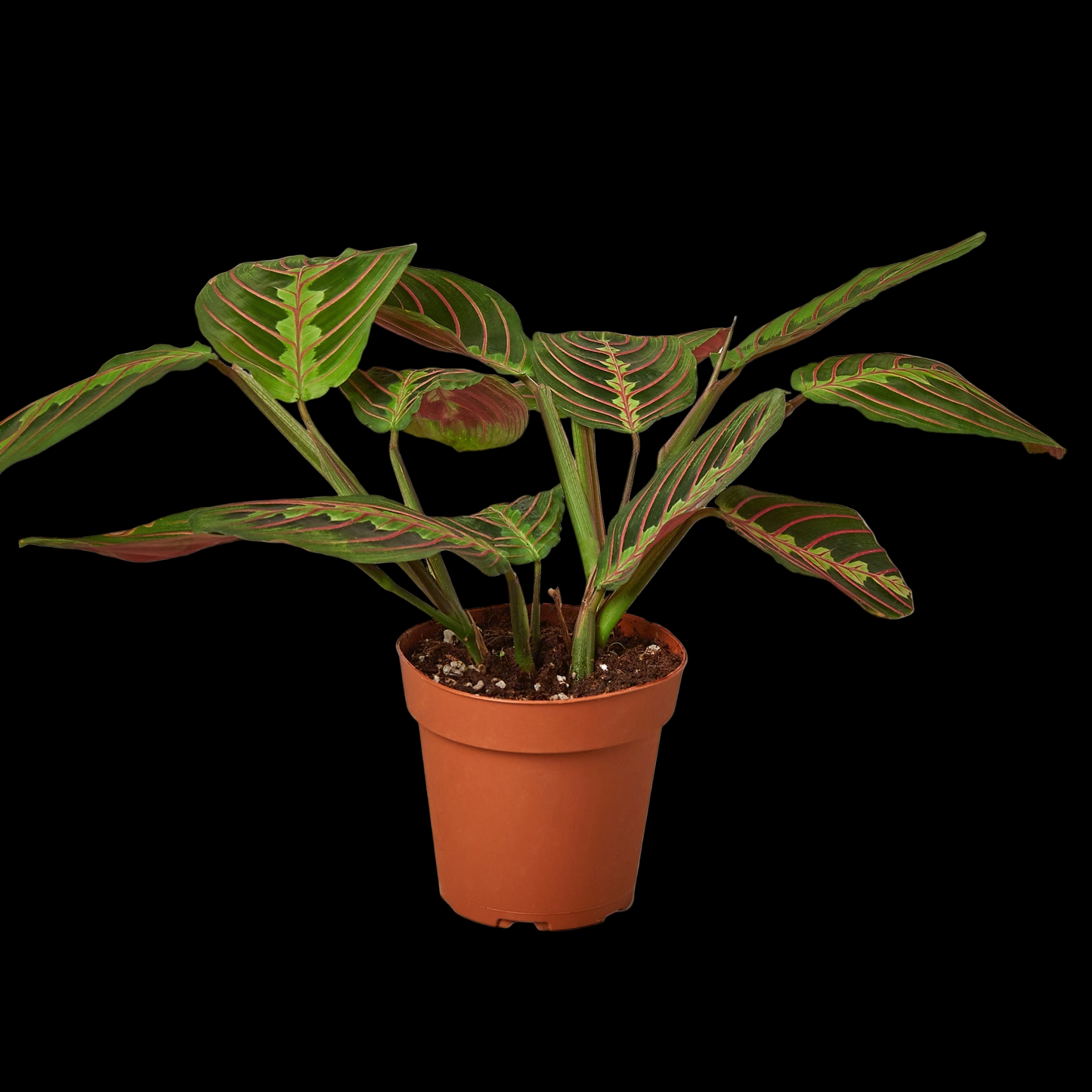 Maranta Red Prayer