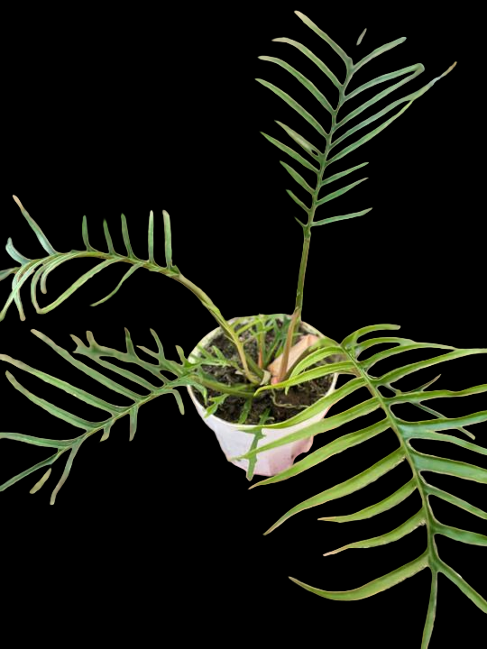 Philodendron 'Tortum'