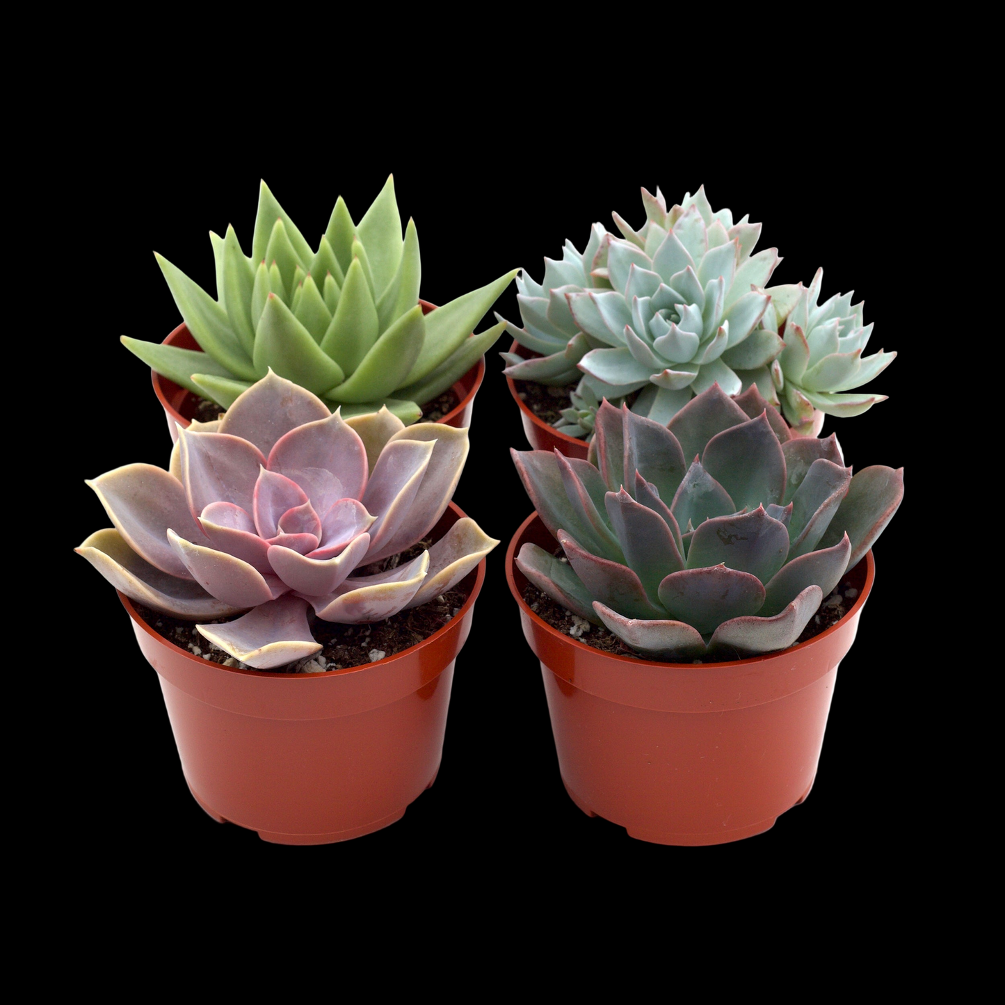 2" Succulent Variety Packs