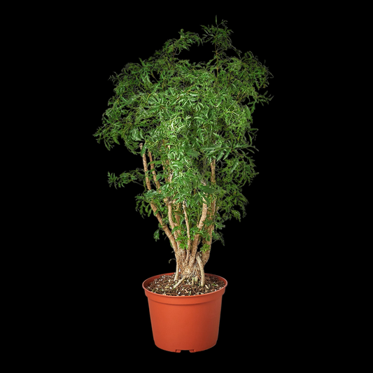 Aralia Ming Stump Plant