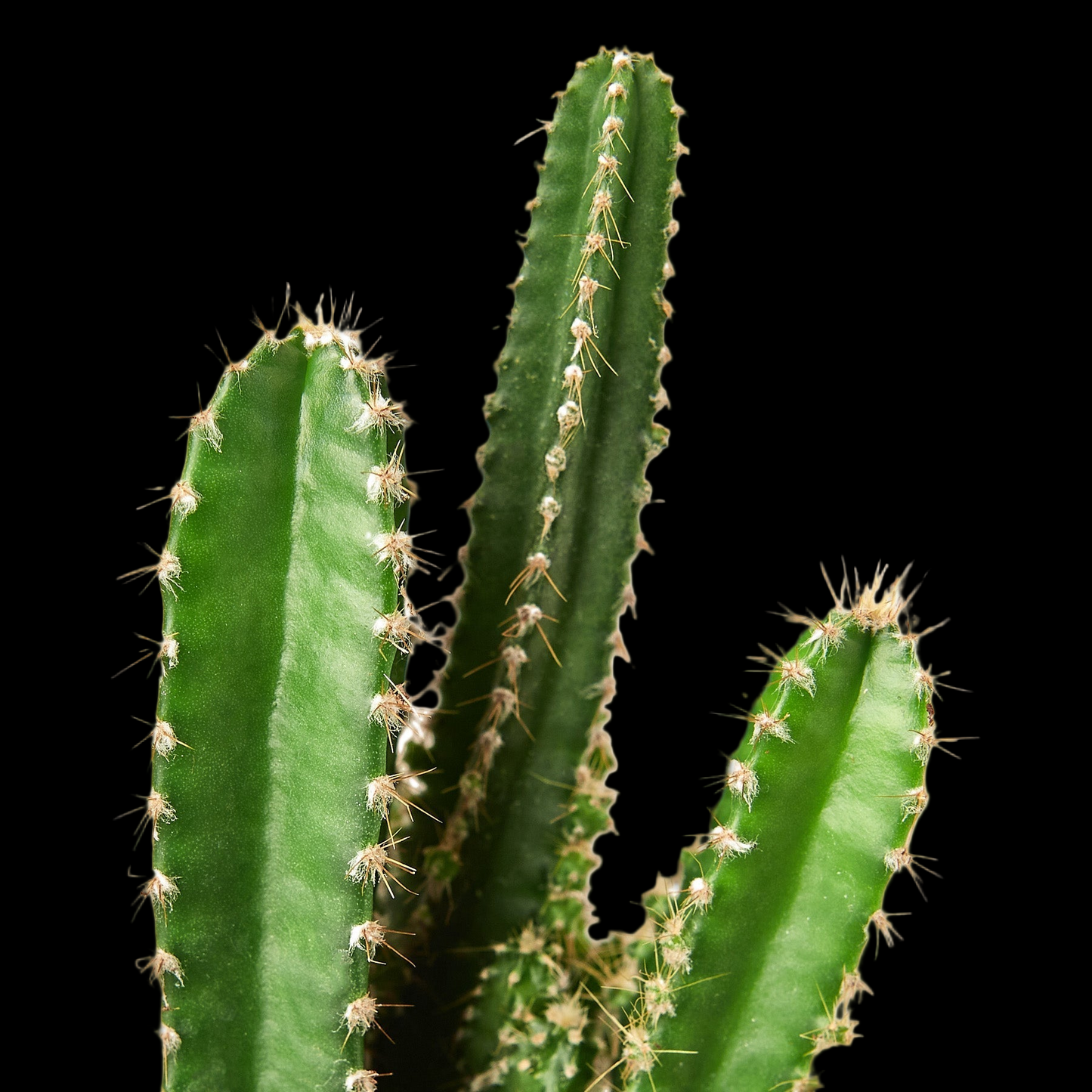Fairy Castle Cactus