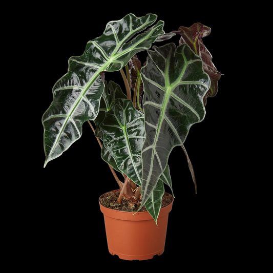 Alocasia Polly 'African Mask'