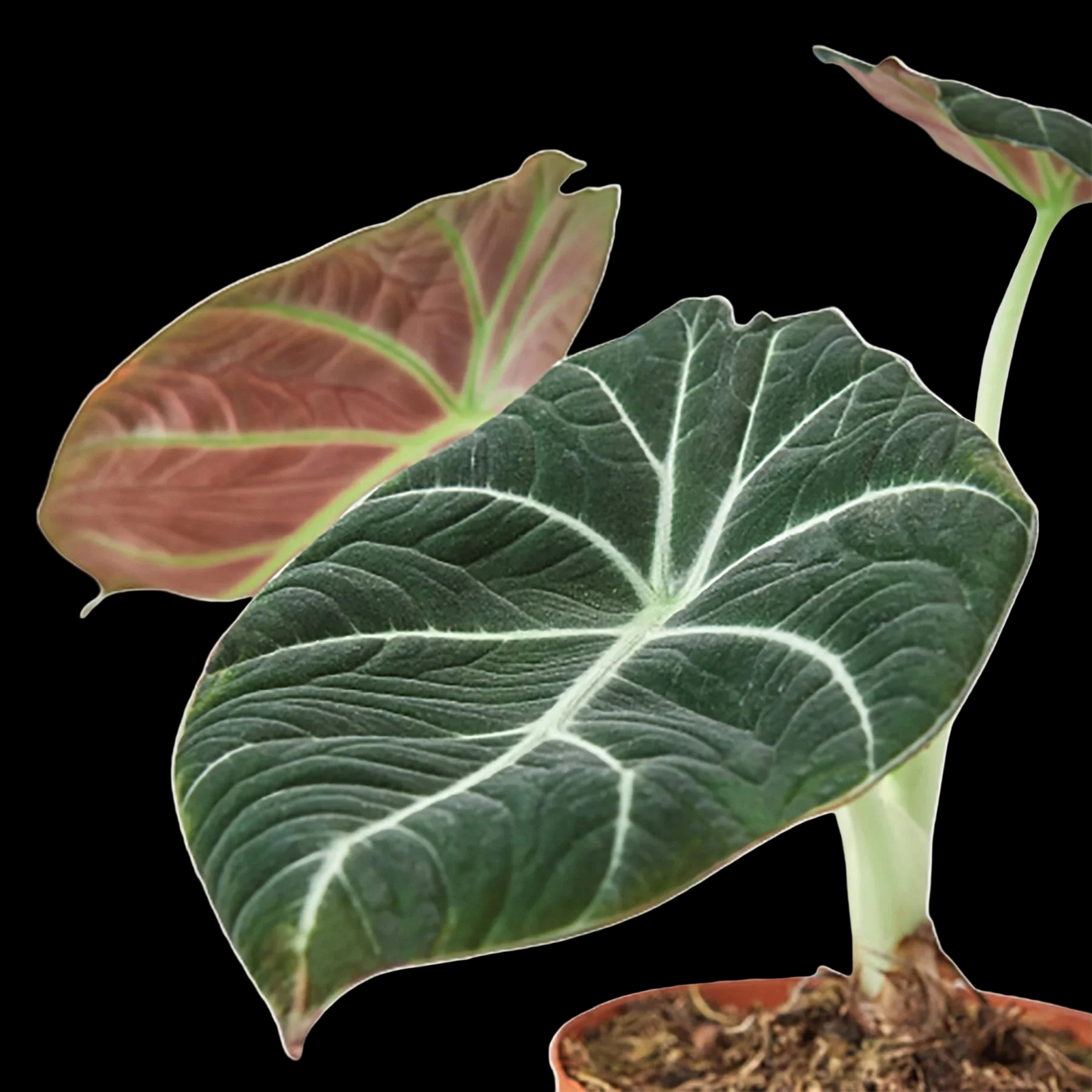 Alocasia Reginula 'Black Velvet'