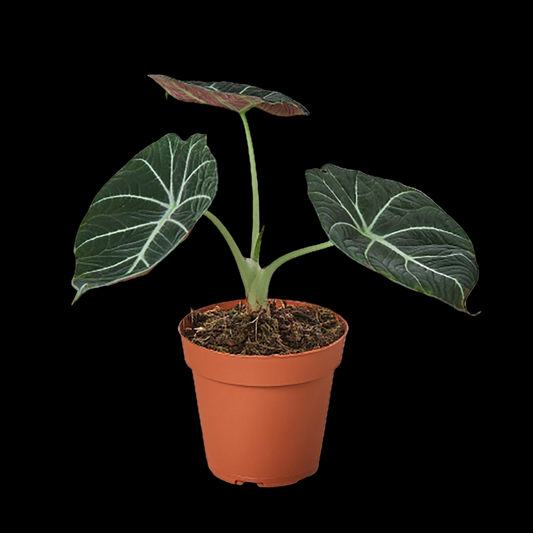 Alocasia Reginula 'Black Velvet'
