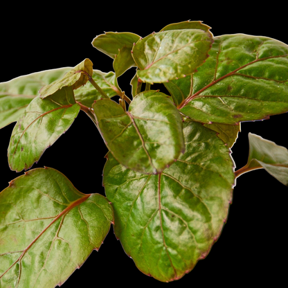 Aralia Fabian Stump 'Polyscias Scutellaria'