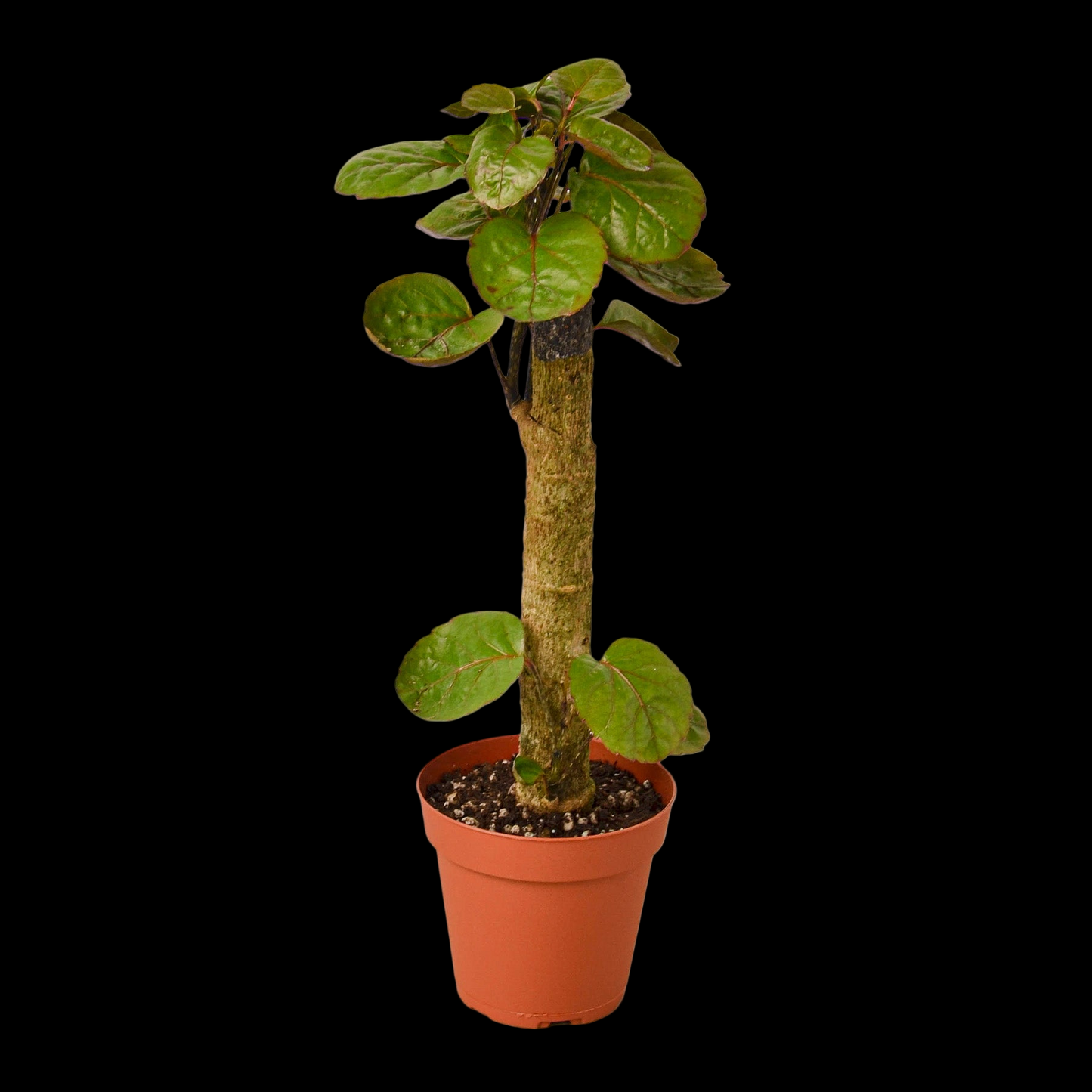 Aralia Fabian Stump 'Polyscias Scutellaria'