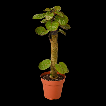 Aralia Fabian Stump 'Polyscias Scutellaria'