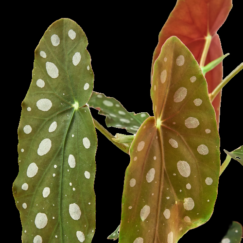 Begonia 'Maculata'