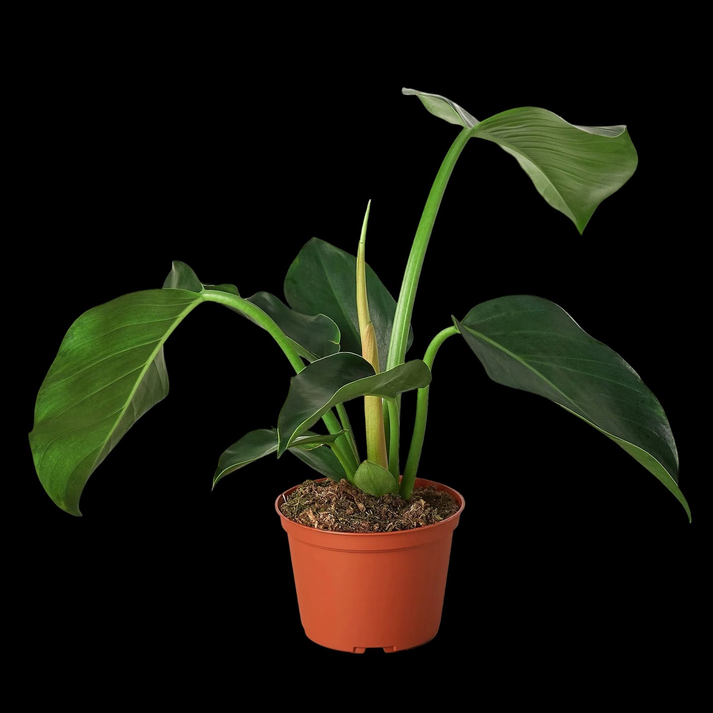 Philodendron 'Congo Green'