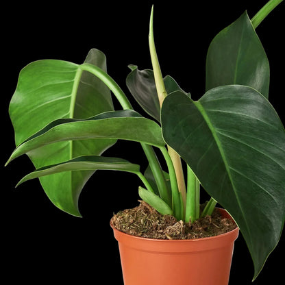 Philodendron 'Congo Green'