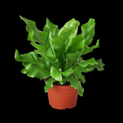 Bird's Nest 'Nidus' Fern