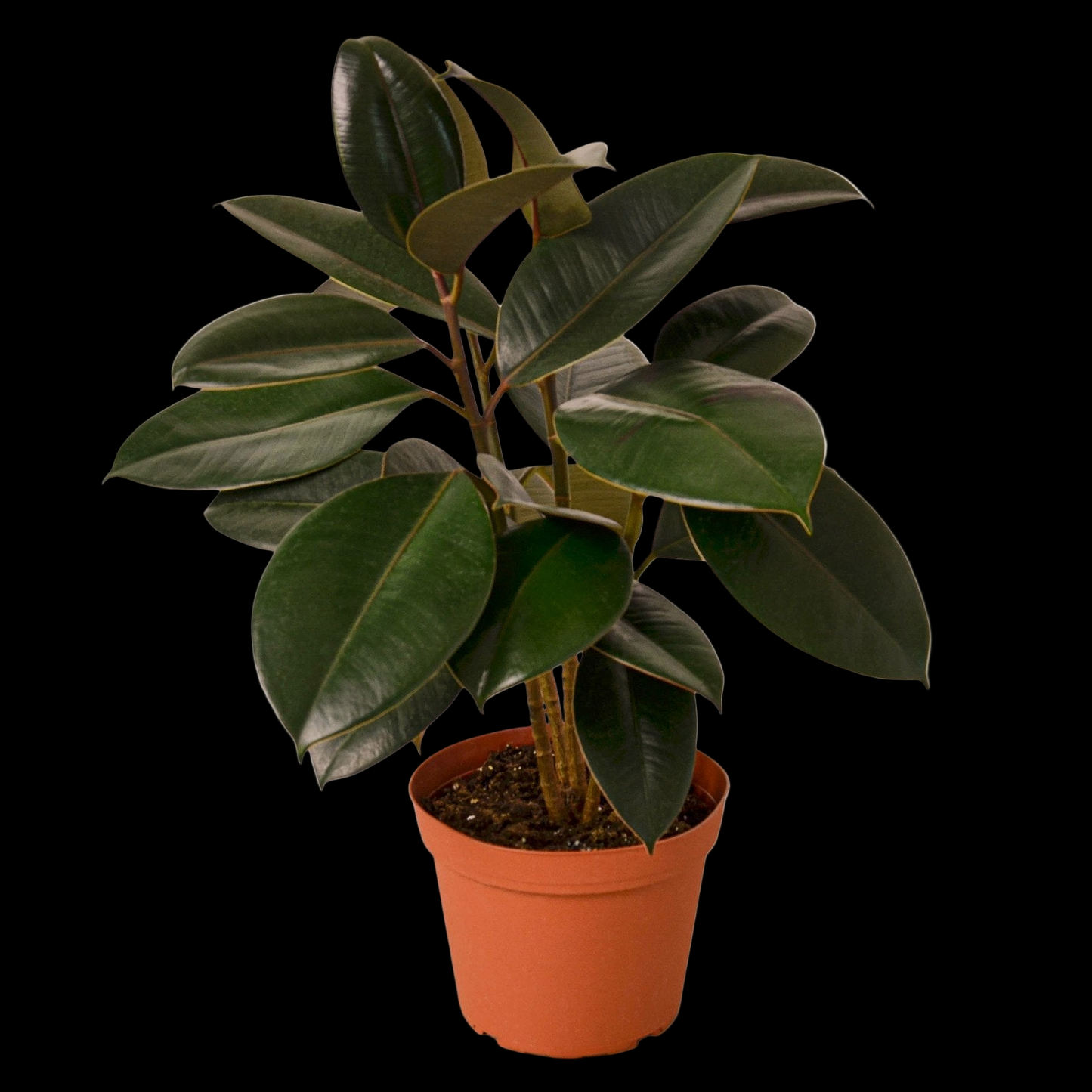 Ficus Elastica 'Burgundy'