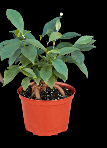 Ficus 'Ginseng'