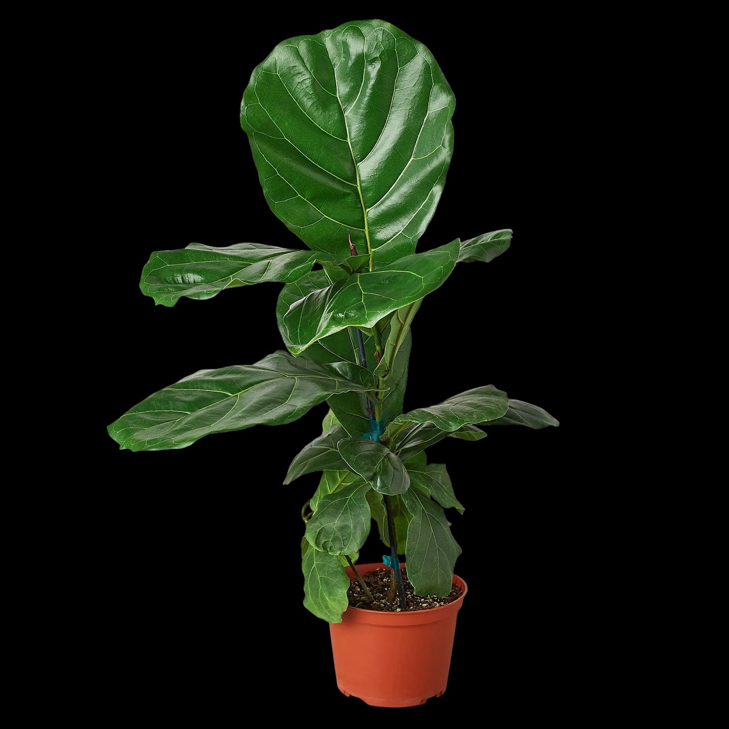 Ficus Lyrata 'Fiddle Leaf Fig' - 6" Pot - NURSERY POT ONLY