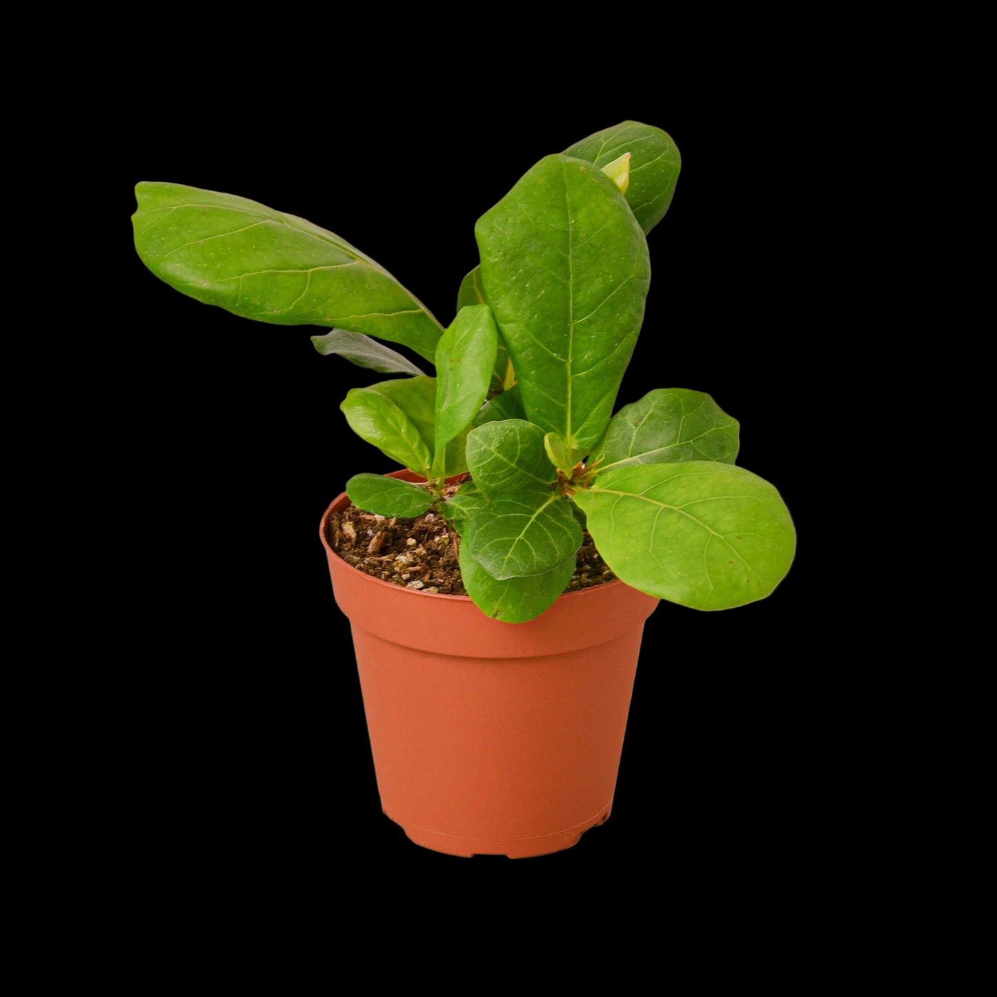 Ficus Lyrata 'Fiddle Leaf Fig'
