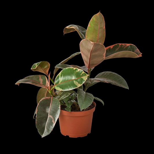 Ficus Elastica 'Ruby Pink'