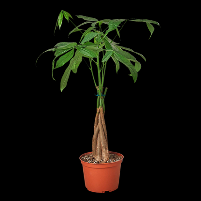 Money Tree 'Guiana Chestnut' Pachira Braid