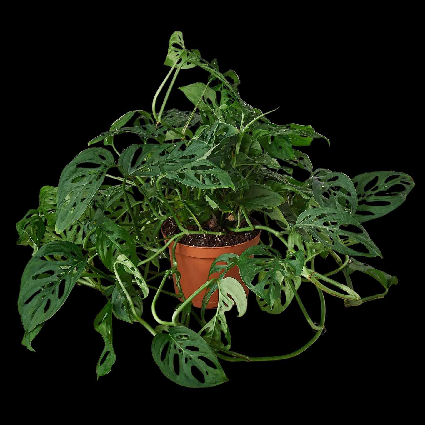 Monstera Adansonii 'Swiss Cheese'