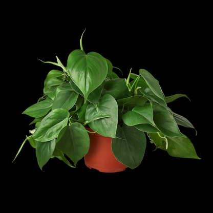 Philodendron Cordatum Heartleaf