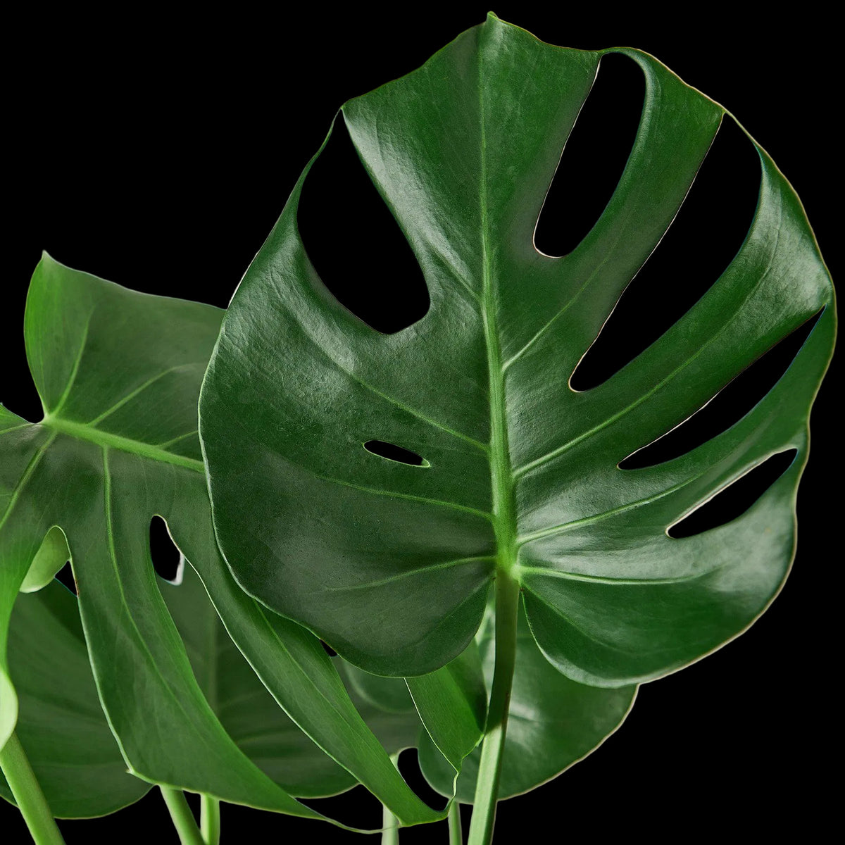 Philodendron Monstera Split-Leaf