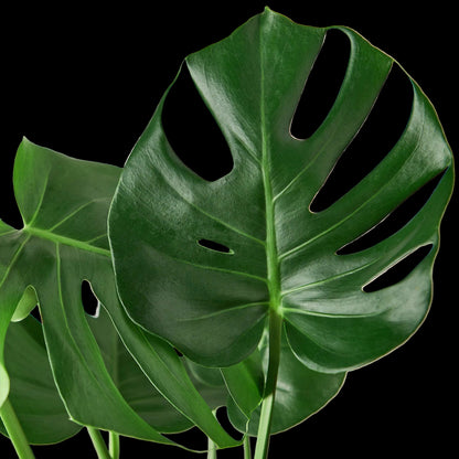 Philodendron Monstera Split-Leaf