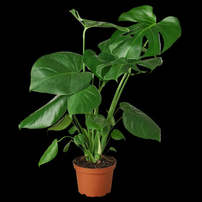 Philodendron Monstera Split-Leaf
